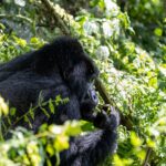 Gorilla trekking in Uganda