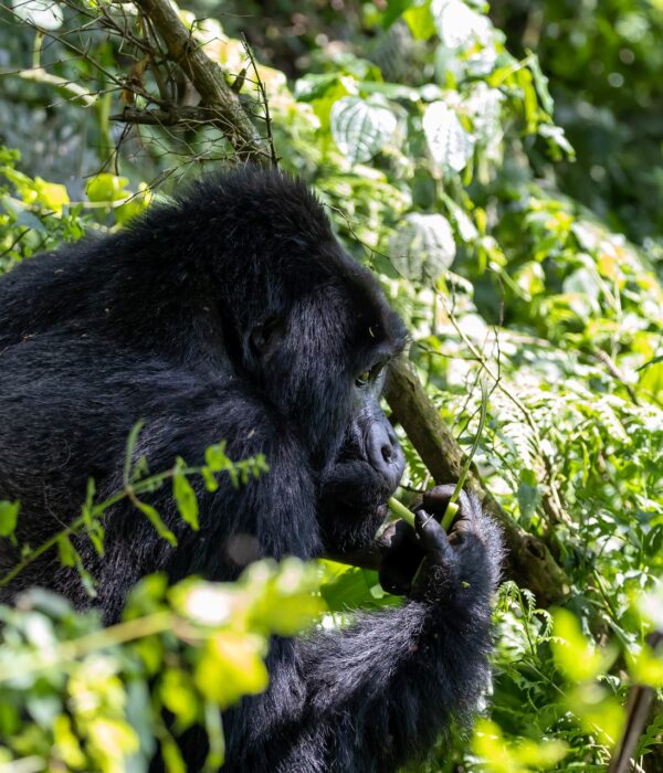 Gorilla trekking in Uganda