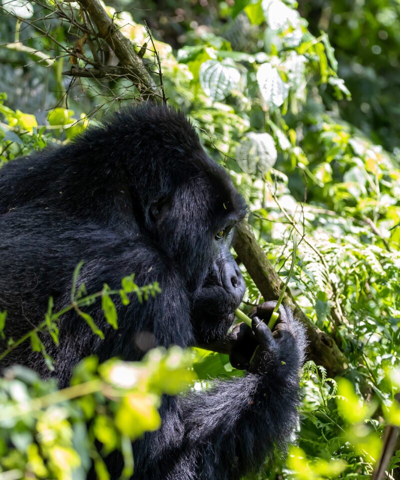 Gorilla trekking in Uganda