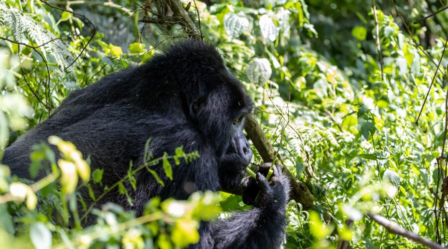 Gorilla trekking in Uganda