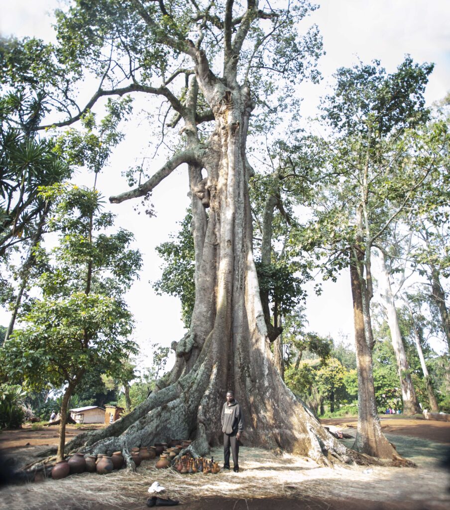 The 'Witch trEe', also known as Nakayima tree, in Mubende.  