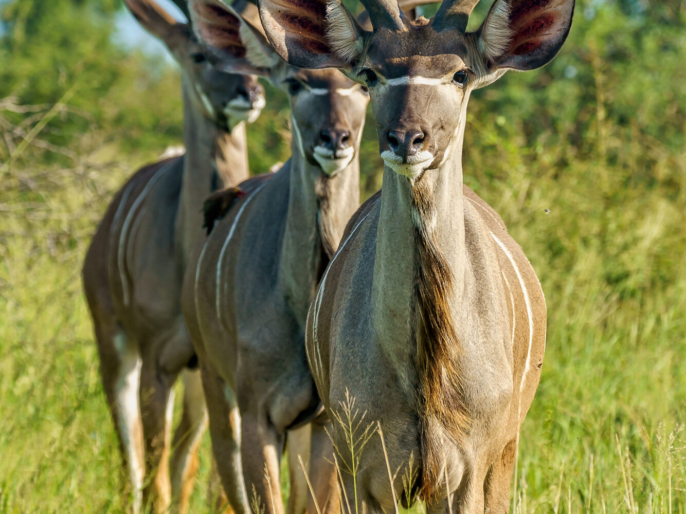 Serengeti Nanational Park