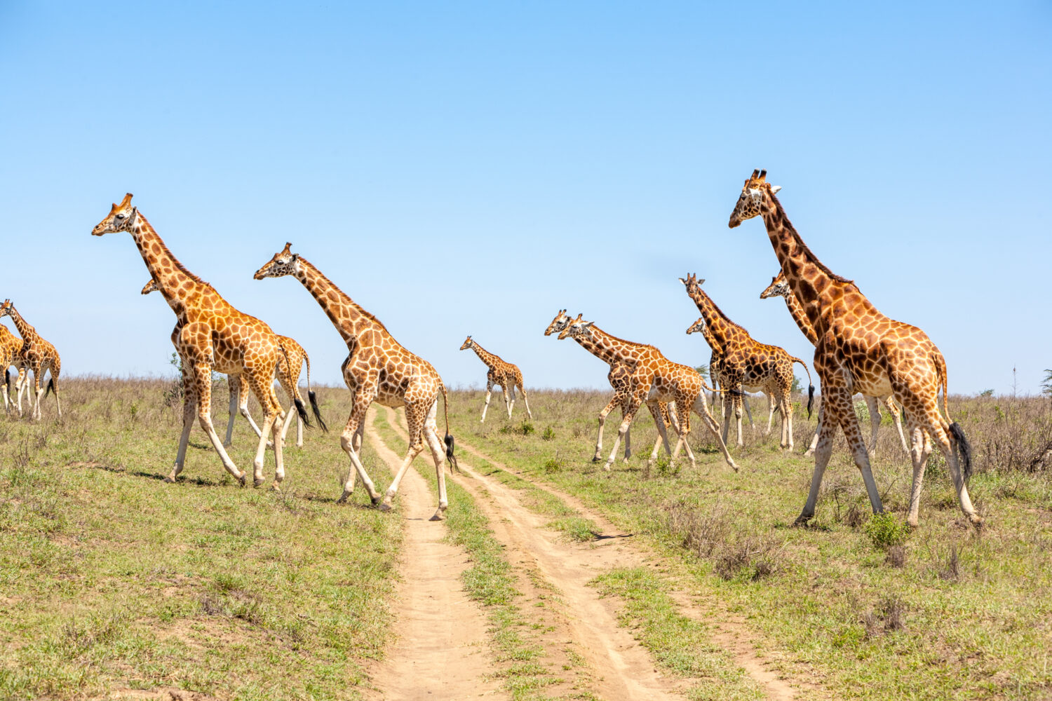 Maasai Mara