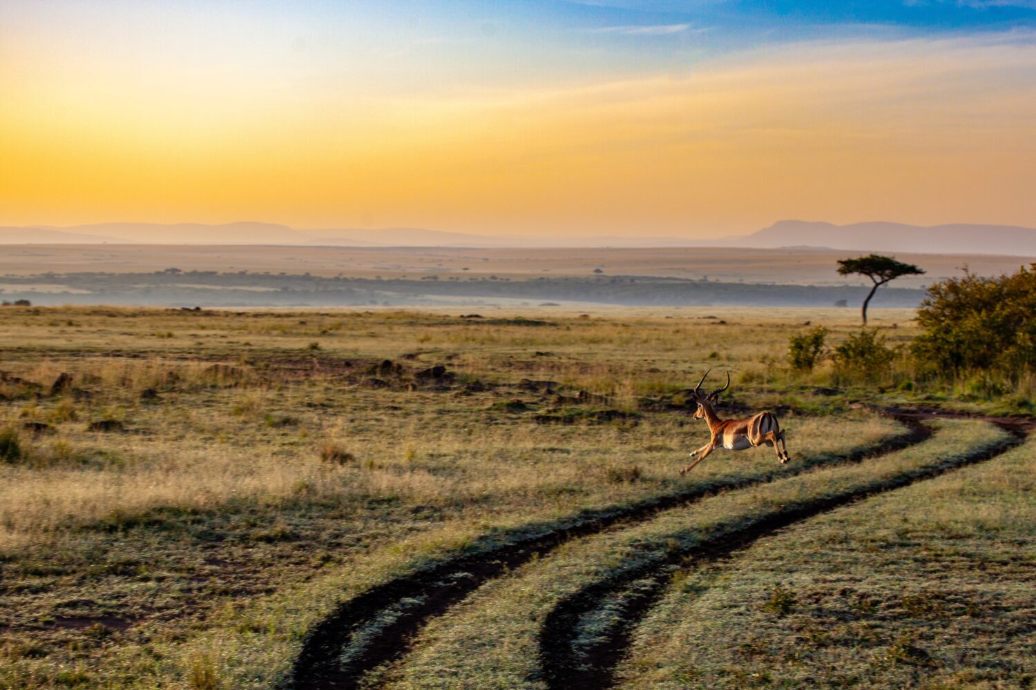 Maasai Mara