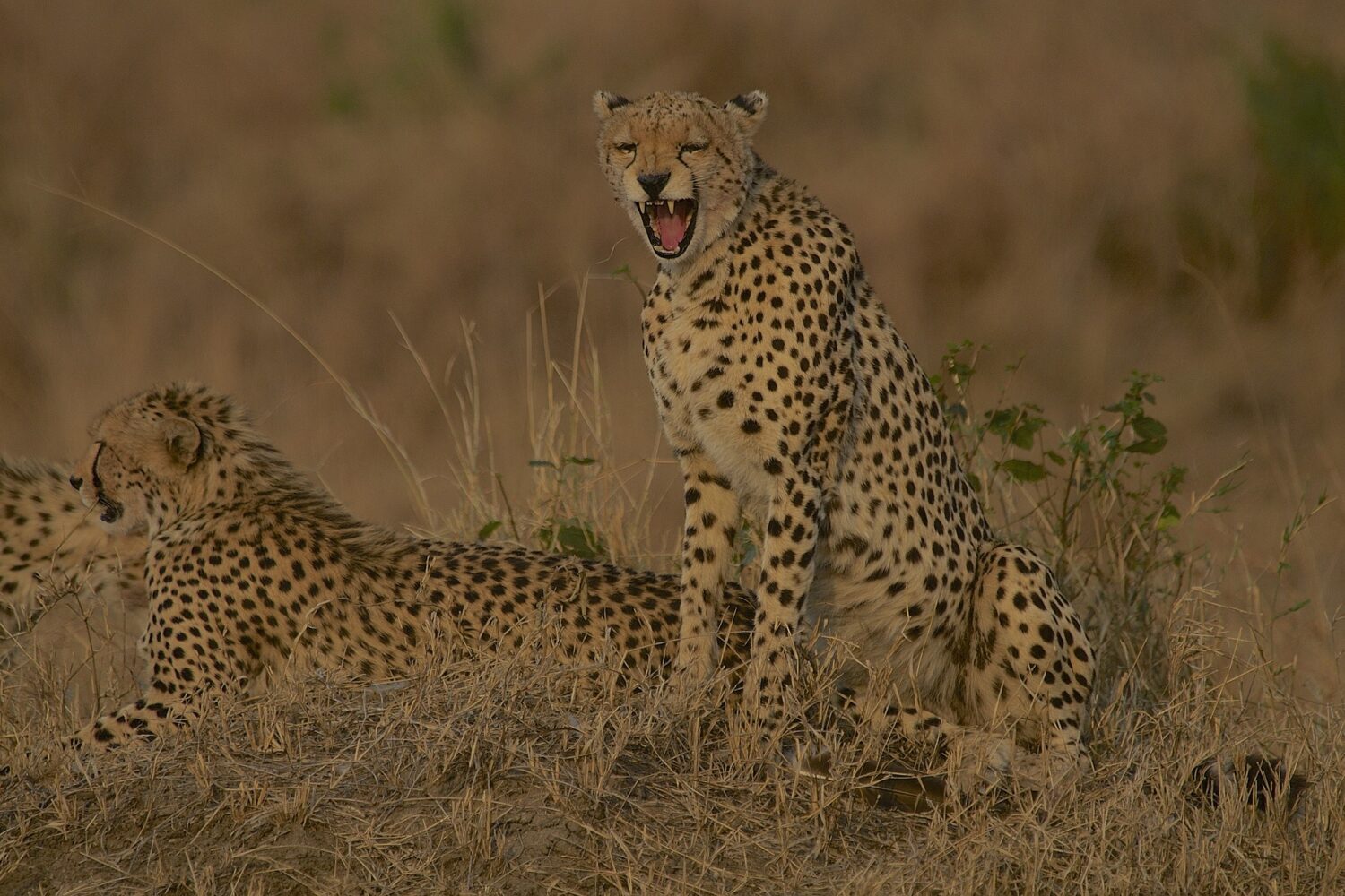 Maasai Mara