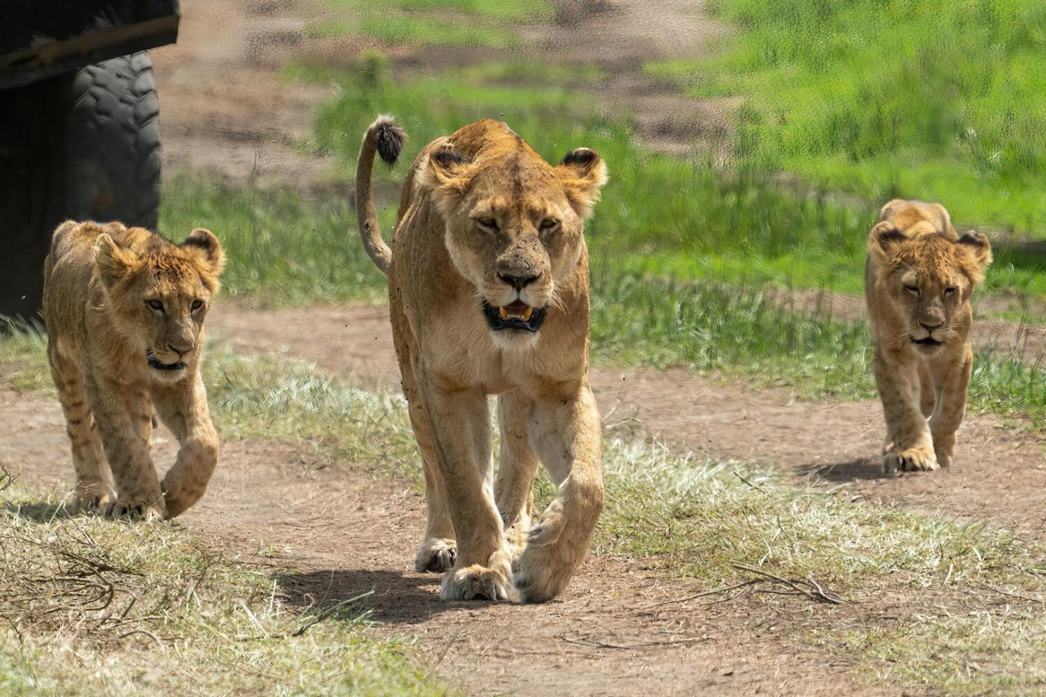 Maasai Mara