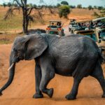 Maasai Mara