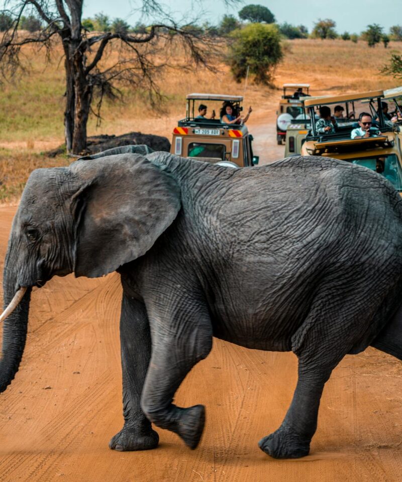 Maasai Mara