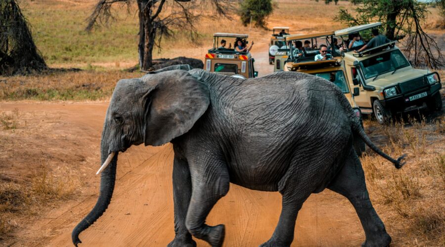 Maasai Mara