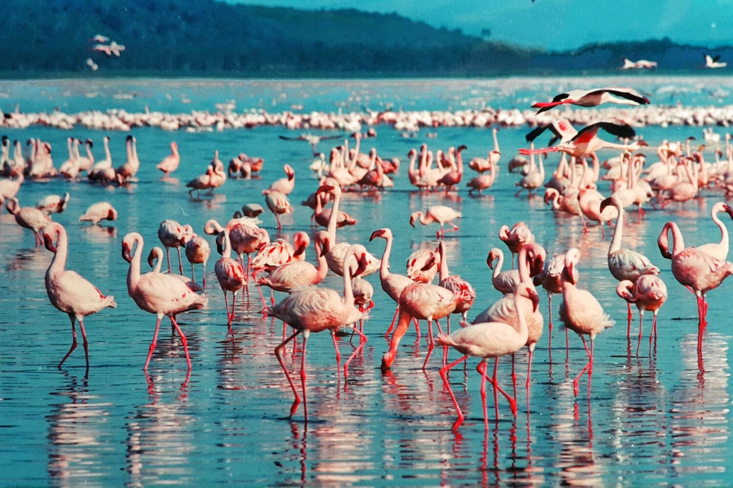 Lake Nakuru