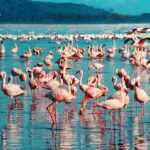 Lake Nakuru