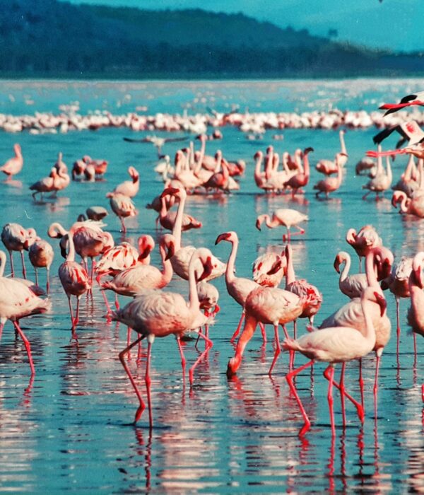 Lake Nakuru