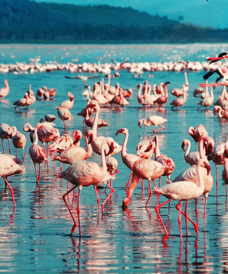 Lake Nakuru