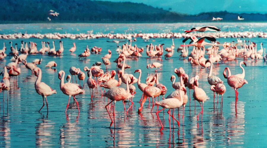 Lake Nakuru