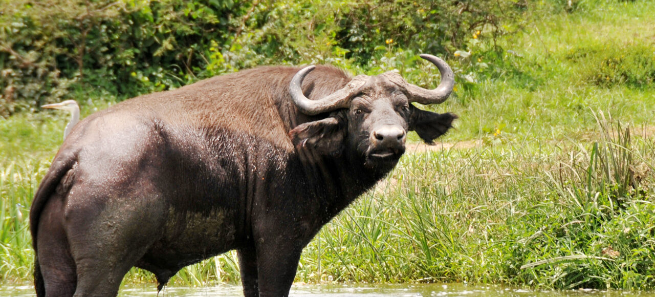 Bufallo at Lake Mburo National Park