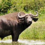 Bufallo at Lake Mburo National Park