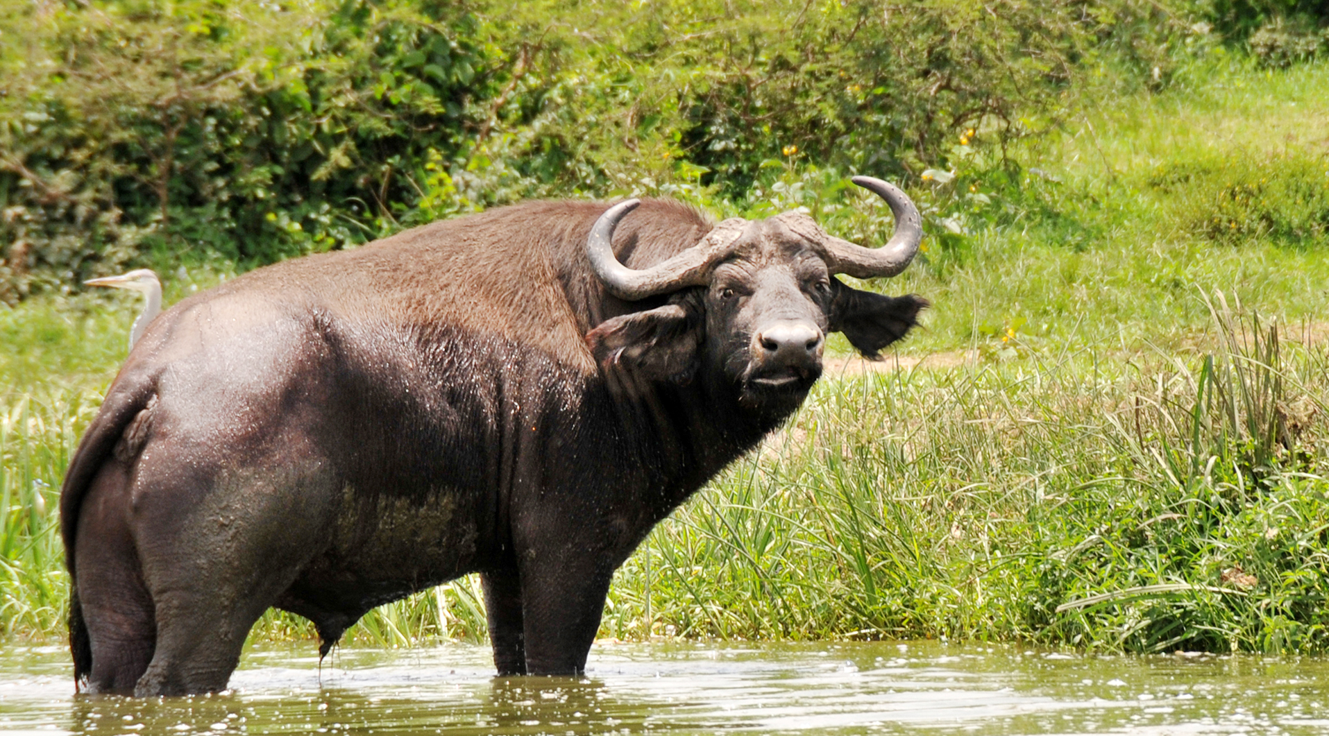 Bufallo at Lake Mburo National Park